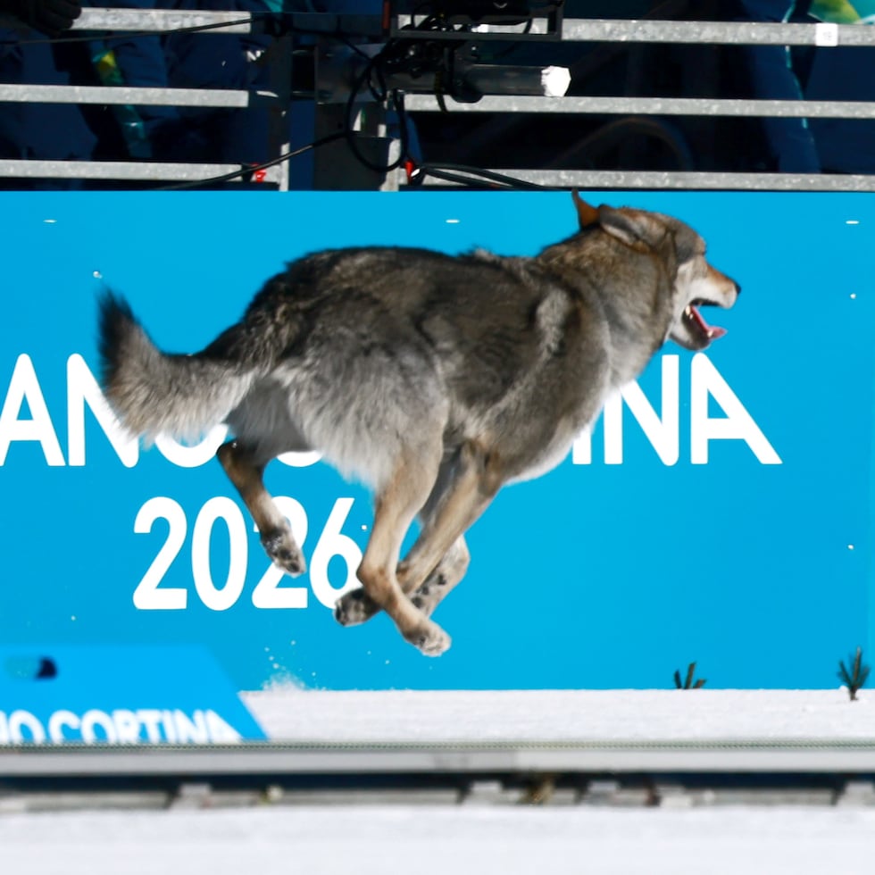 El perro lobo que se ha convertido este miércoles en el protagonista inesperado de la jornada en los Juegos Olímpicos de Invierno de Milán Cortina 2026, al irrumpir en la clasificación del sprint femenino libre por equipos de esquí de fondo.
