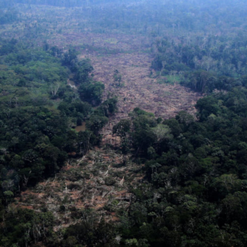 ARCHIVO - Árboles tirados en una zona deforestada de la selva amazónica, en el municipio de Autazes, estado de Amazonas (Brasil), el 15 de octubre de 2026. (Foto AP/Edmar Barros, archivo)