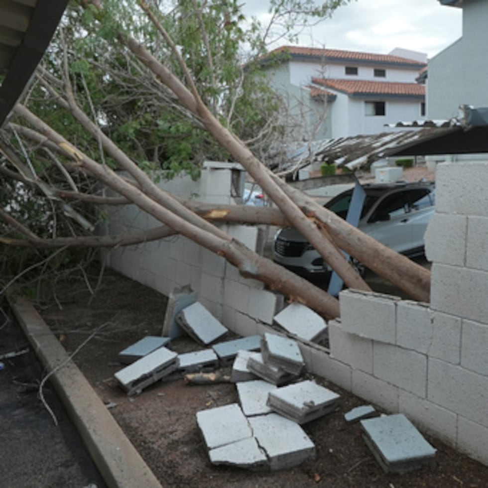 Los árboles arrancados de raíz causan daños en un complejo de apartamentos local tras las tormentas que azotaron la zona el miércoles, 21 de octubre de 2026 en Mesa, Arizona.