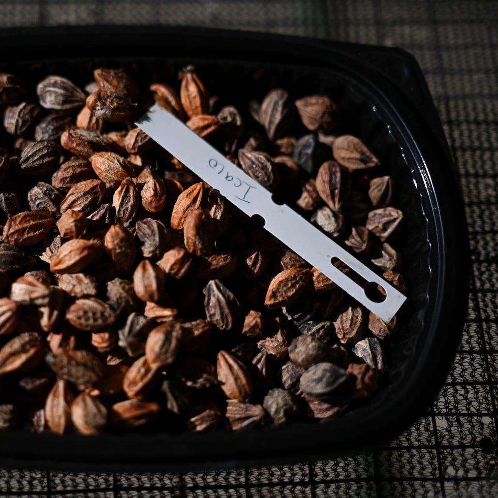 PLN ofrecerá el taller –libre de costo– jueves y sábados selectos, hasta el 4 de diciembre, en sus cinco viveros ubicados en Río Piedras, Ponce (Hacienda Buena Vista), Manatí (Hacienda La Esperanza), Fajardo (Cabezas de San Juan) y Barranquitas (Cañón San Cristóbal).