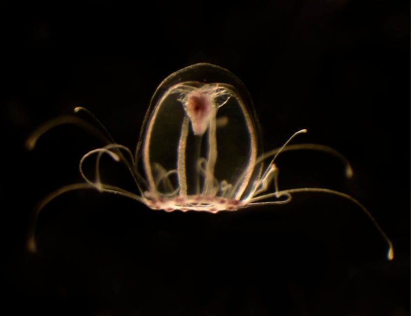 La medusa "inmortal", Turritopsis dohrnii.
