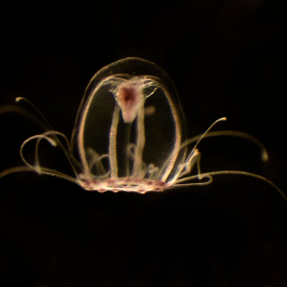 Con anterioridad, ya se había documentado un estado similar al sueño en las medusas Cassiopea, pero su arquitectura específica en estos organismos y su función seguían sin estar claras.