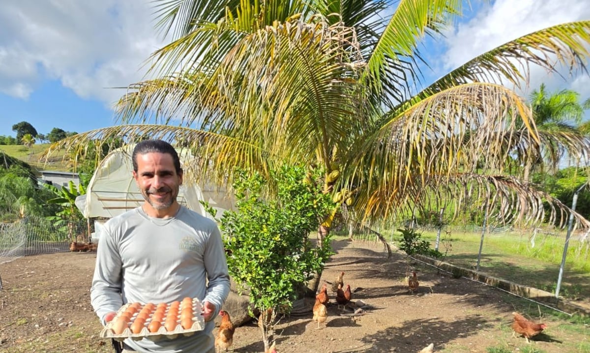 Pequeños agricultores enfrentan obstáculos para certificarse como bonafides en Puerto Rico