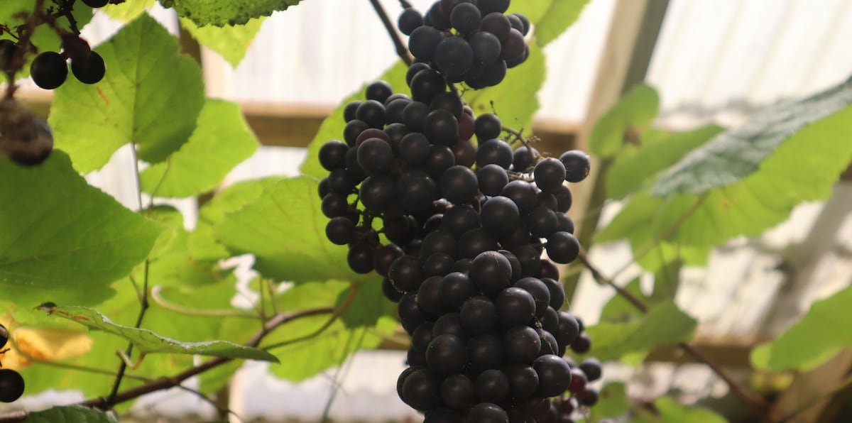 Un ramillete de uvas en la pérgola, que provee sombra y estética placentero al lugar.