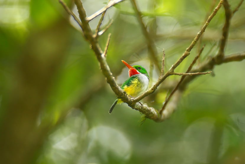 As part of Para La Naturaleza's responsibilities, migratory bird censuses of the Northern Carso are conducted in the natural protected area of the Encantado River in Florida. Almost all of Puerto Rico's endemic bird species can be found in this area.