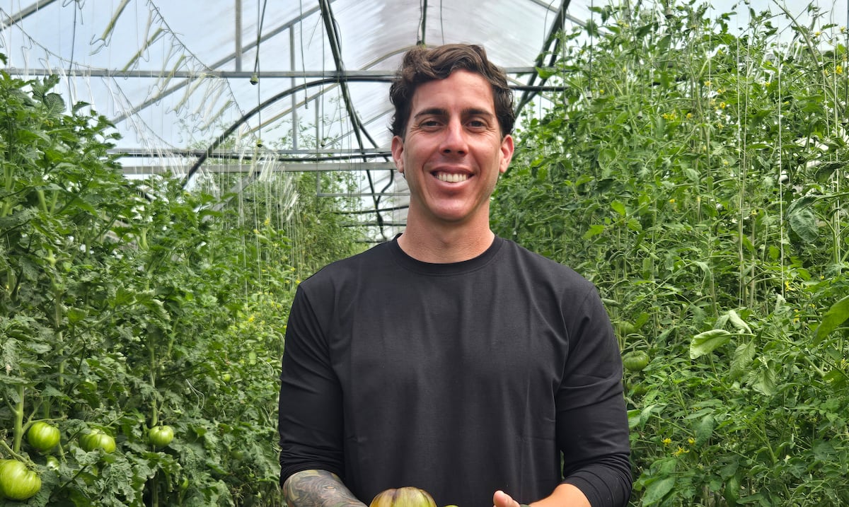 Finca en Aibonito produce 10,000 libras de tomate al año y genera hasta $100,000 en ventas