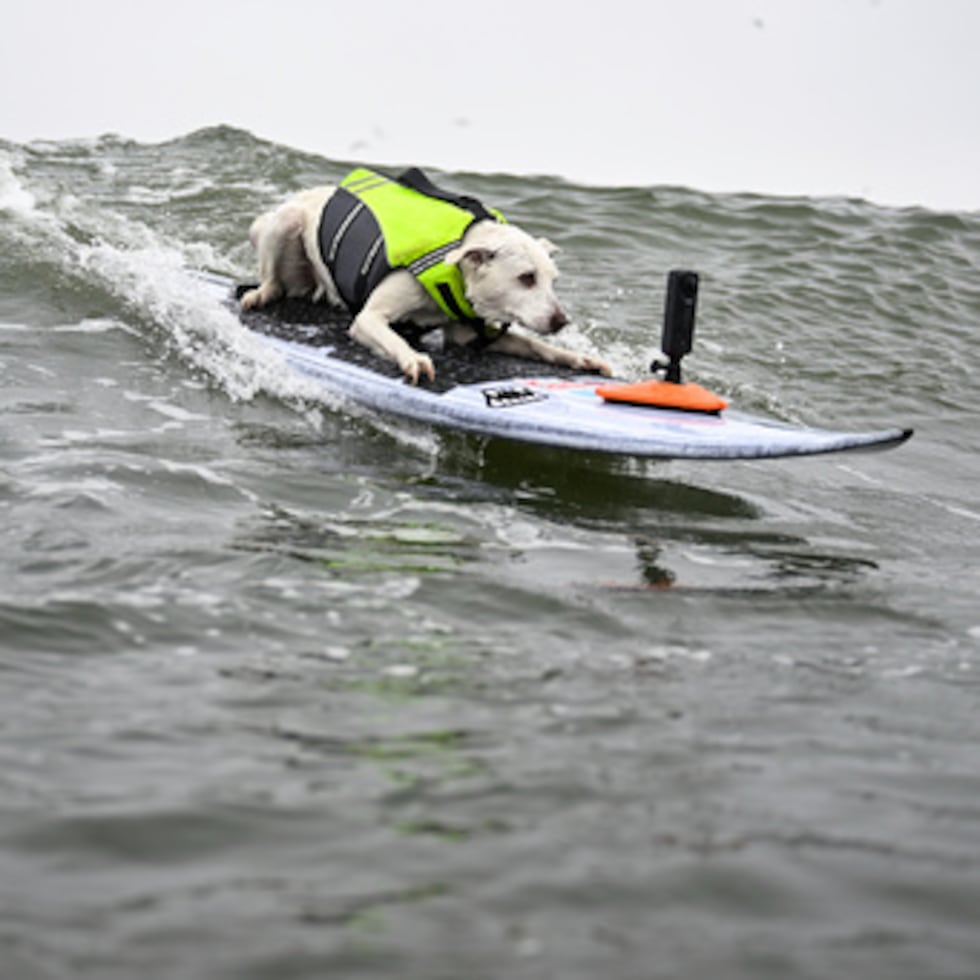 ARCHIVO - Sugar coge una ola en la primera eliminatoria de perros medianos durante el Campeonato Mundial de Surf Canino, el 3 de agosto de 2024, en Pacifica, California.