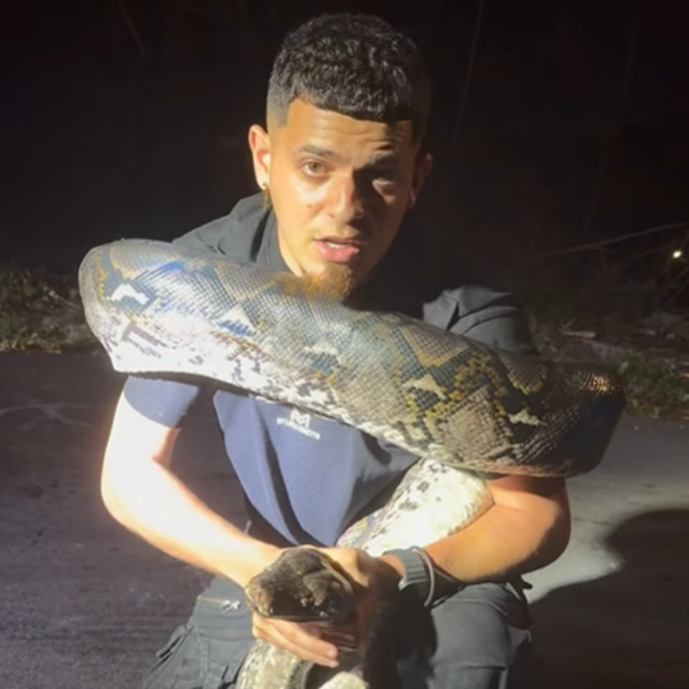 José Luis Morales Berríos, conocido popularmente como Gongo Fishing, reveló cómo logró capturar una imponente pitón reticulada de 17 pies.