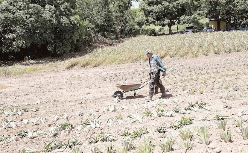 Los propulsores del proyecto esperan en un año presentar un informe oficial para que los interesados puedan solicitar incentivos que les permitan usar la técnica de la "Casa Sombra" en sus fincas. (Archivo / GFR Media)