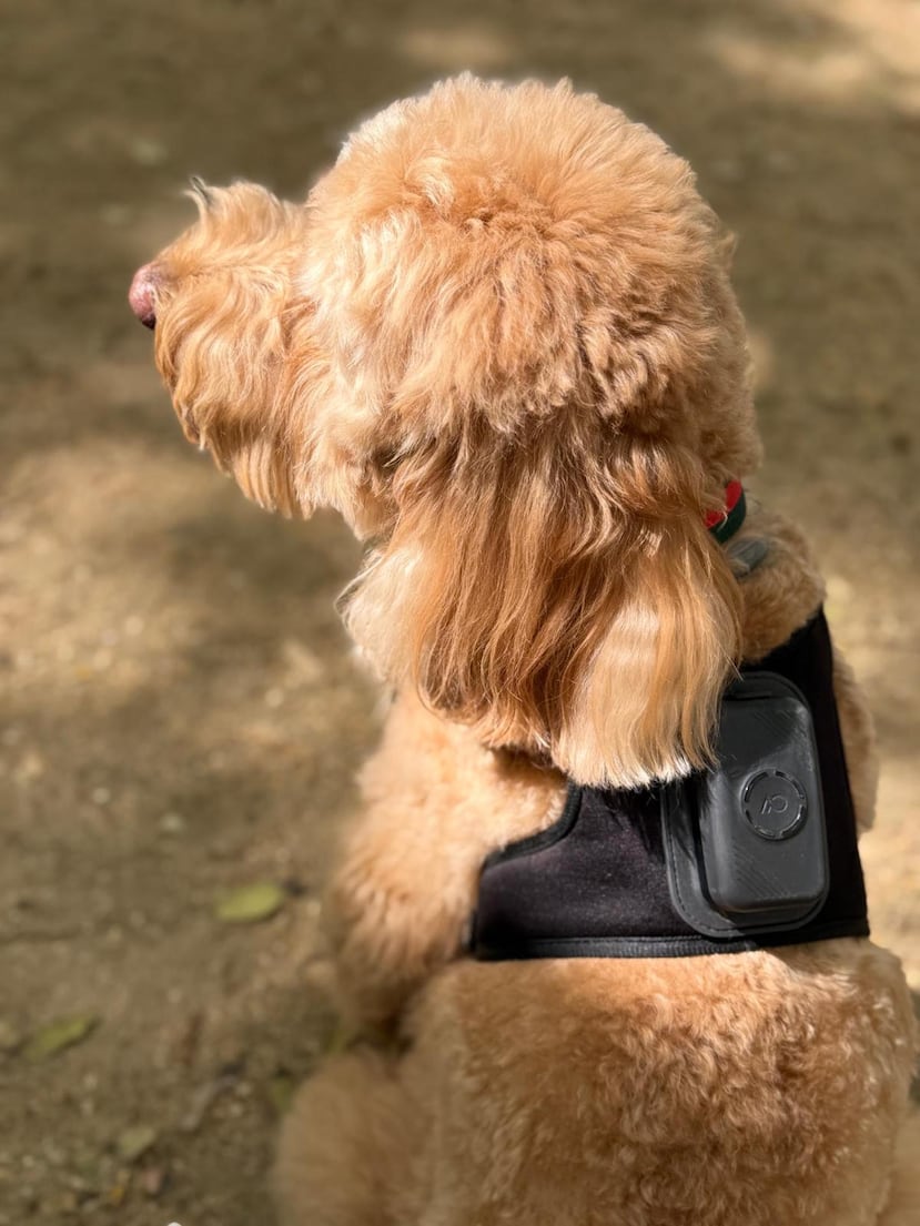 MADRID, 23/07/2026.- Un perro lleva el dispositivo biométrico de AcuPet Health, diseñado por una empresa de Asturias, para favorecer la prevención y ayudar a los tutores a conocer el estado de salud de sus mascotas. EFE/ Acupet Health SOLO USO EDITORIAL/SOLO DISPONIBLE PARA ILUSTRAR LA NOTICIA QUE ACOMPAÑA (CRÉDITO OBLIGATORIO)