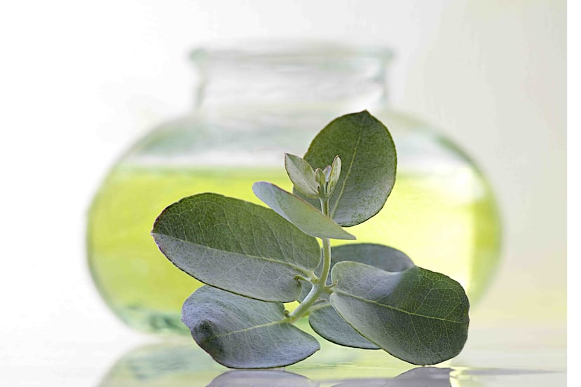 El penetrante aroma del eucalipto en tu habitación ahuyentará a los mosquitos.