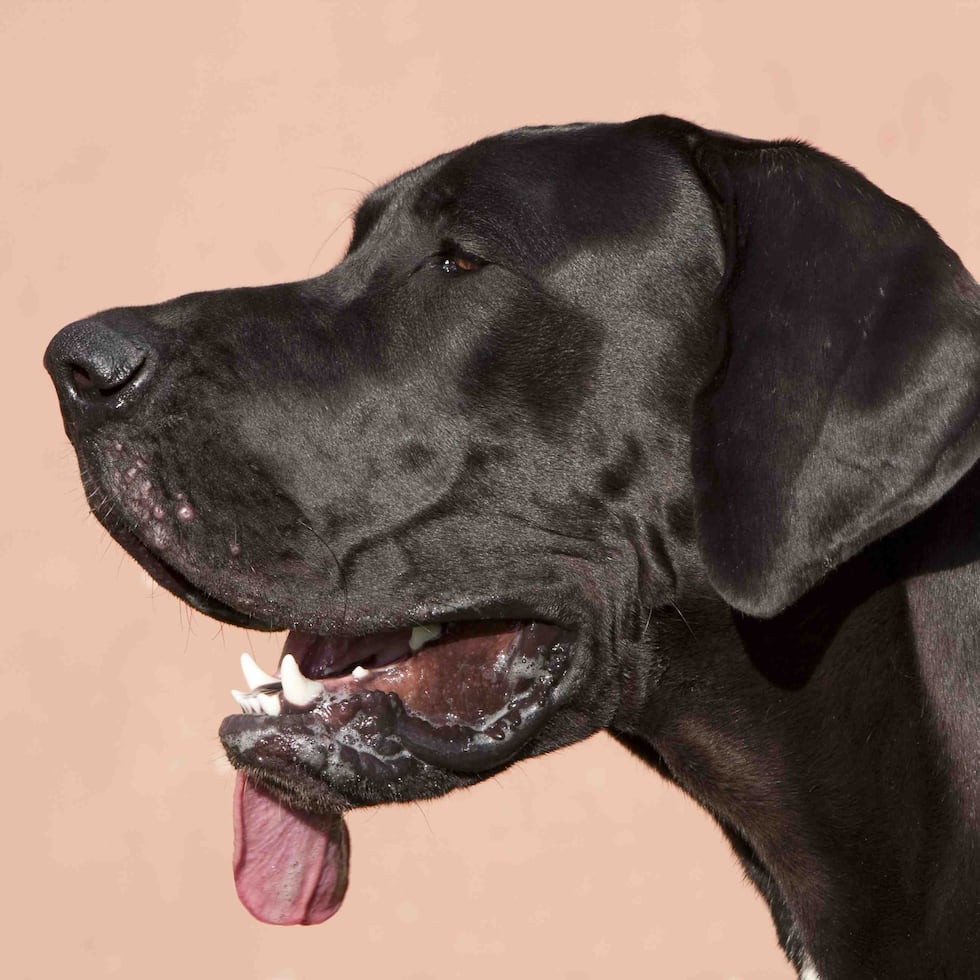 El perro sufrió lesiones de gravedad y fue transportado a un hospital veterinario donde permanece en condición delicada. (Foto de Shutterstock)