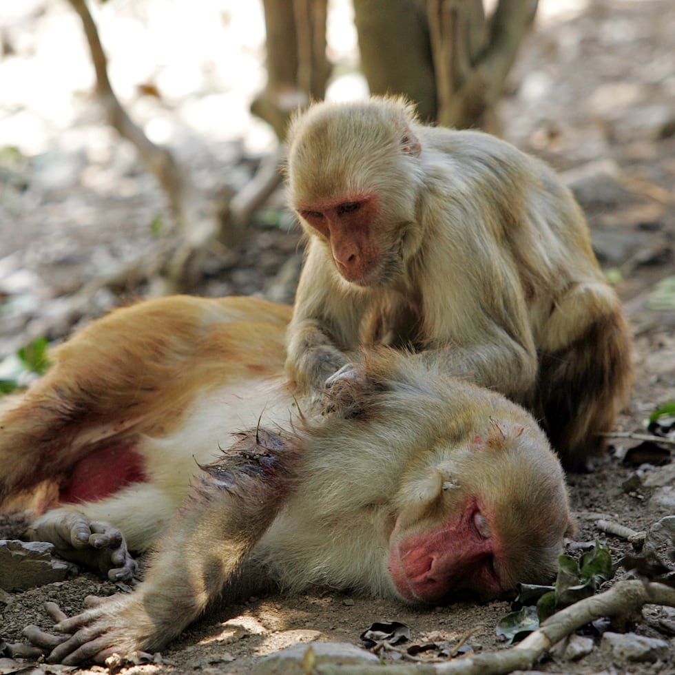 El comportamiento sexual entre individuos del mismo sexo en primates no humanos está asociado con factores ecológicos, la historia de vida y la estructura social.