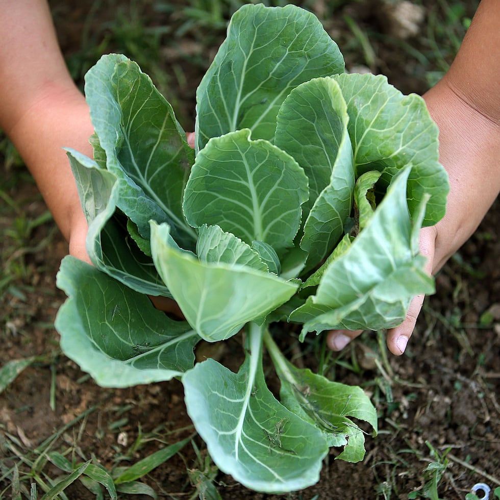 Sembrar árboles frutales o plantas comestibles es una opción para reducir el consumo de alimentos envueltos en plástico, dijo Adriana González Delgado, organizadora comunitaria de la organización ambiental Sierra Club, Capítulo de Puerto Rico.