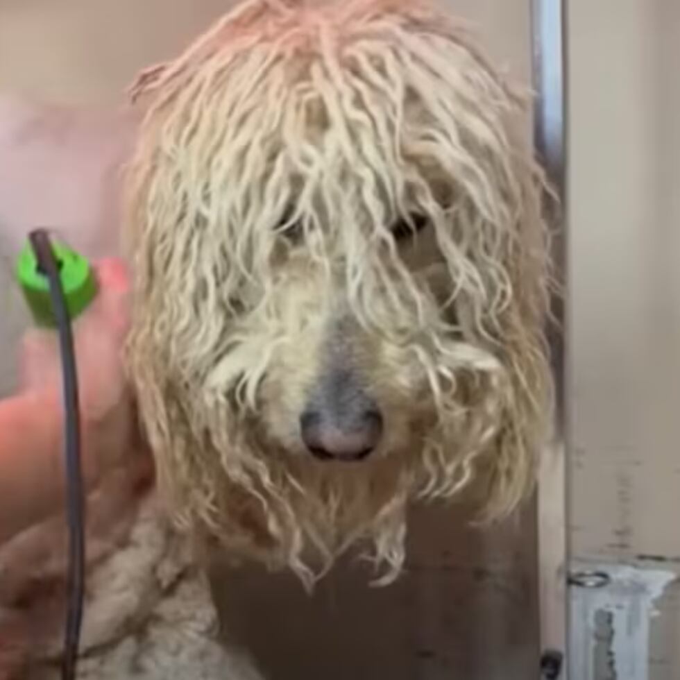 La situación era tan crítica que el simple acto de mover a los animales resultaba un desafío.