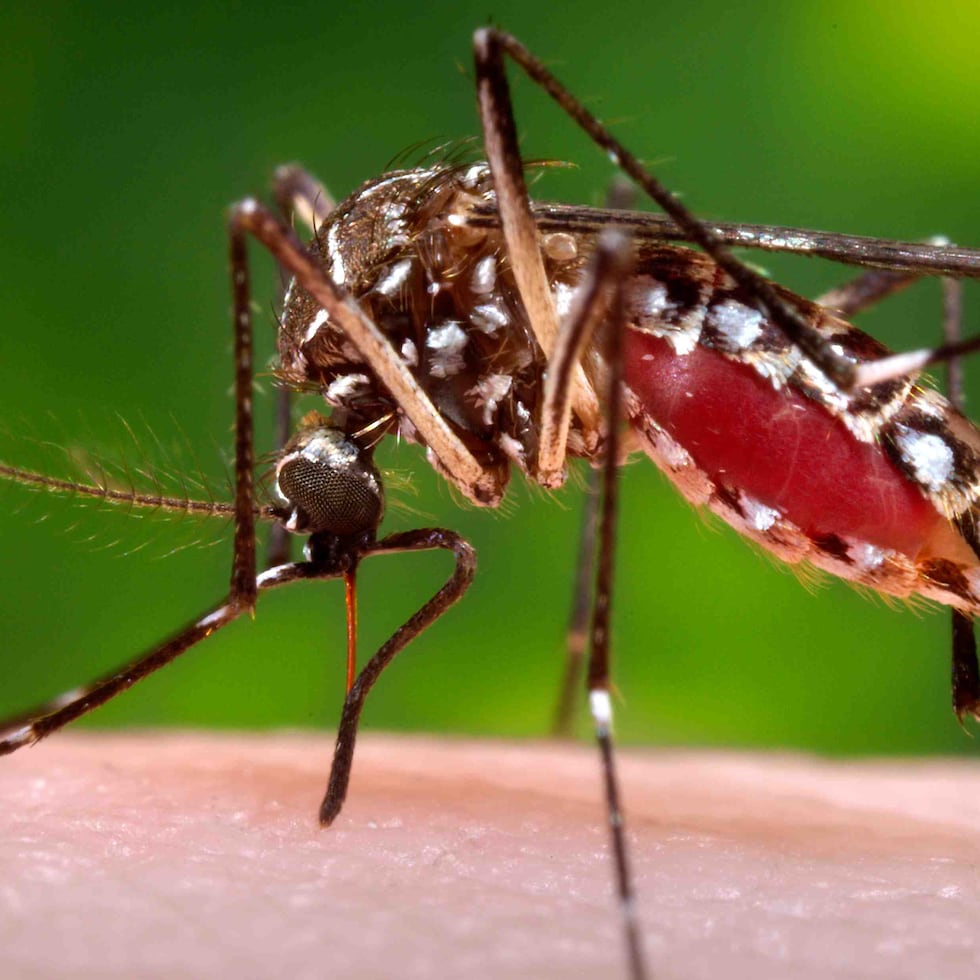 Las enfermedades transmitidas por mosquitos causan una mortalidad equivalente a cinco 747 estrellándose diariamente, afirma Manuel Lluberas.