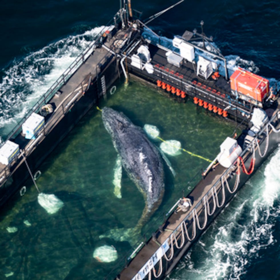 Un empleado de la Agencia Danesa para la Naturaleza logró localizar y recuperar un dispositivo de rastreo que seguía sujeto al lomo de la ballena.