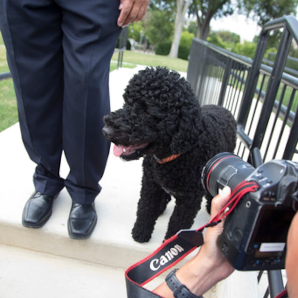 La familia Obama adopto a Sunny en 2013.