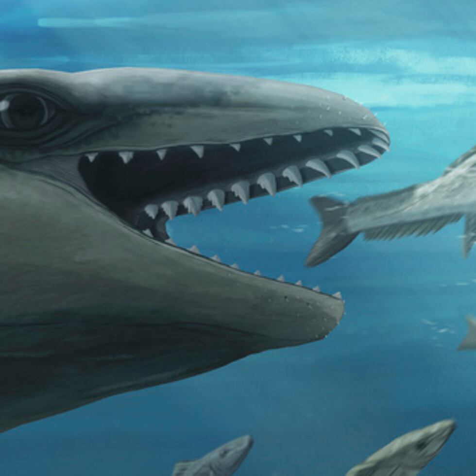 Ilustración: Janjucetus dullardi persigue un pez.