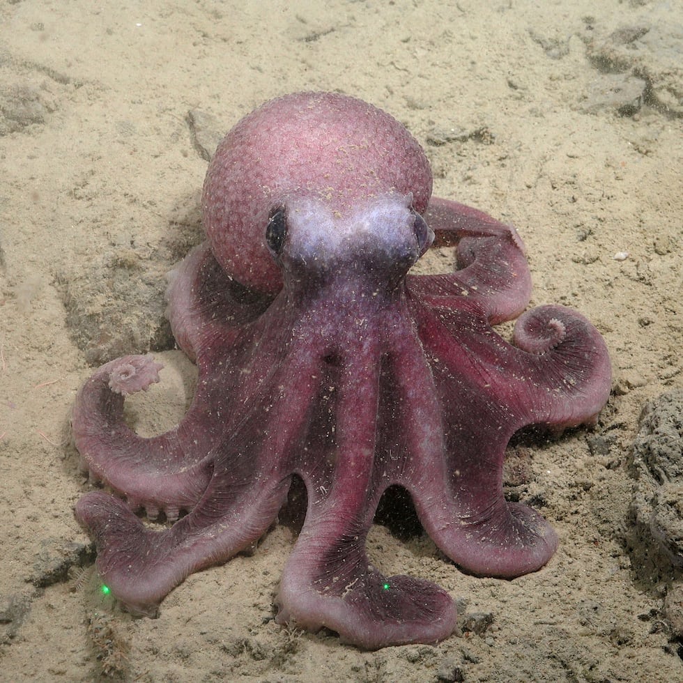 Cientìficos de la UNAB descubren una nueva especie de pulpo que amplía la biodiversidad del Pacífico suroriental.