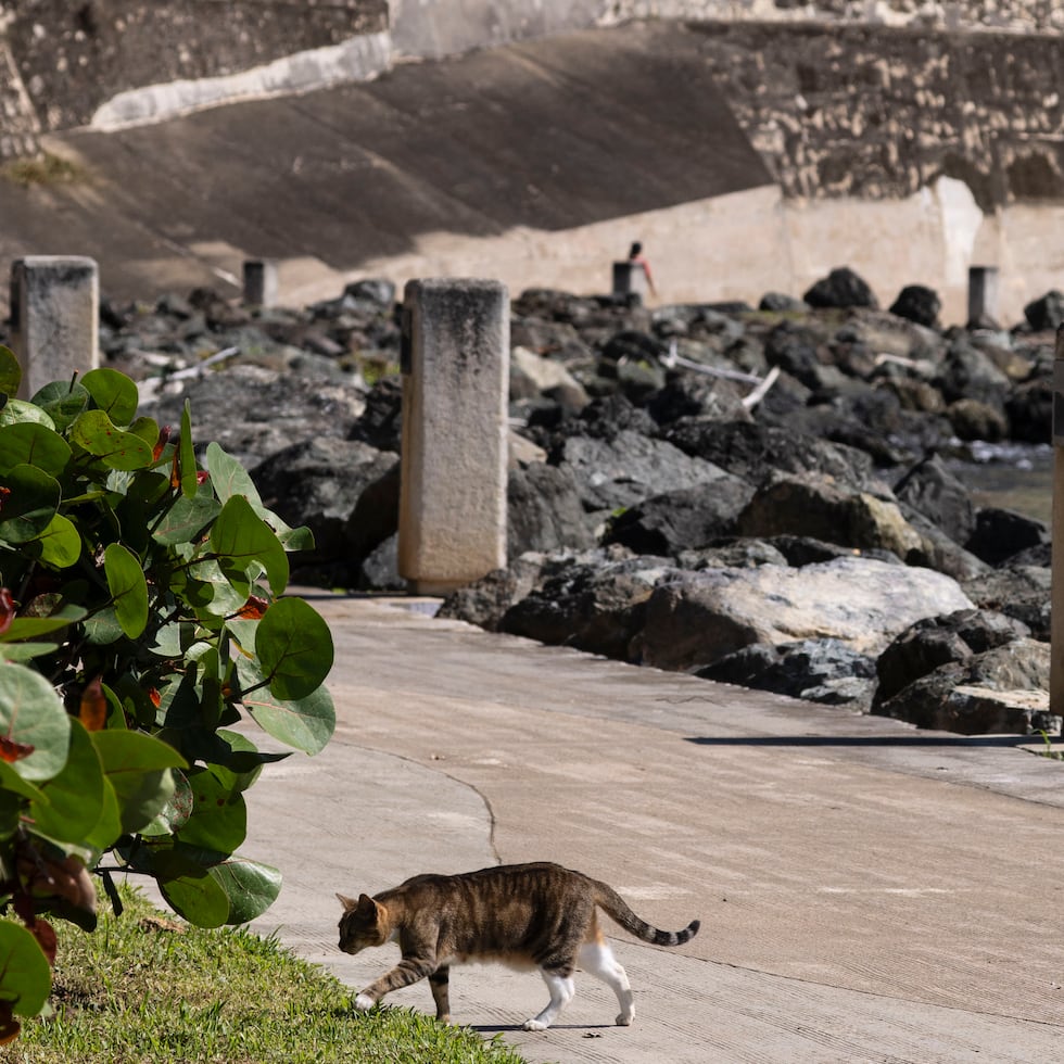 El “Proyecto Cliff” busca reforzar el acantilado que sostiene las fortificaciones del Sitio Histórico de San Juan.