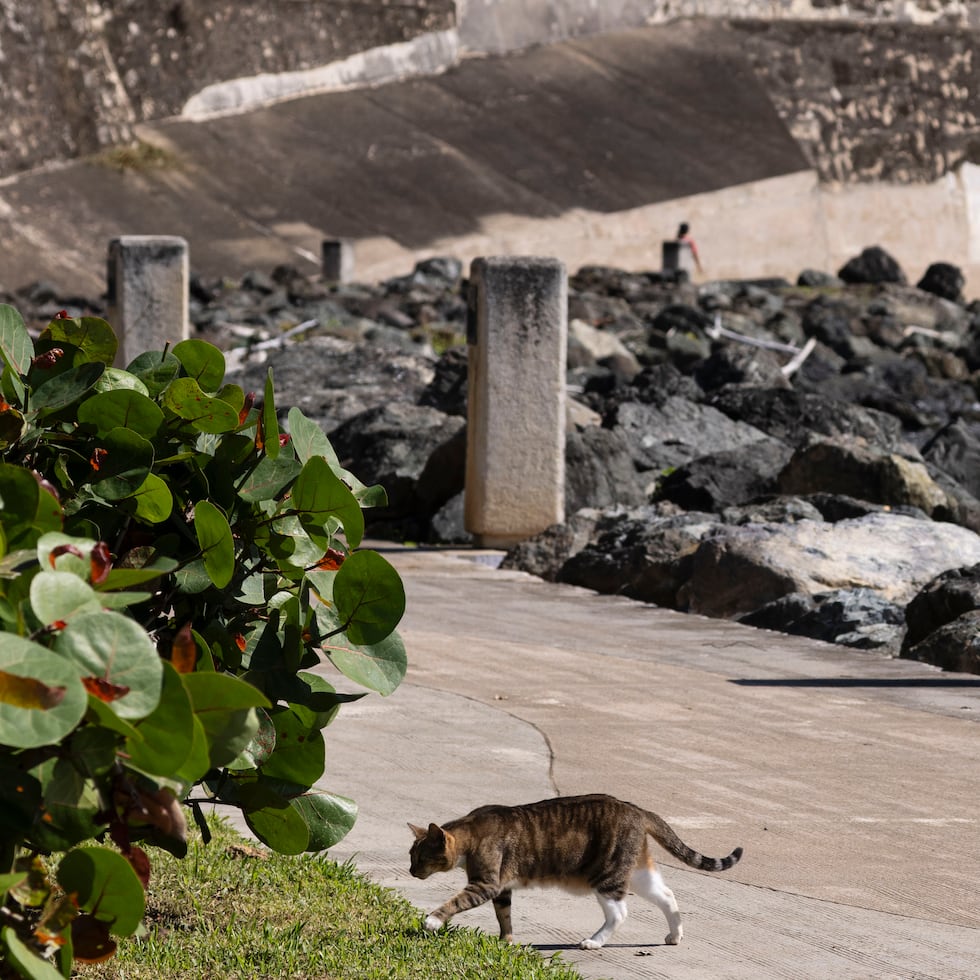La moción forma parte de una demanda contra el Servicio de Parques Nacionales, que administra el Paseo del Morro, y el USACE.