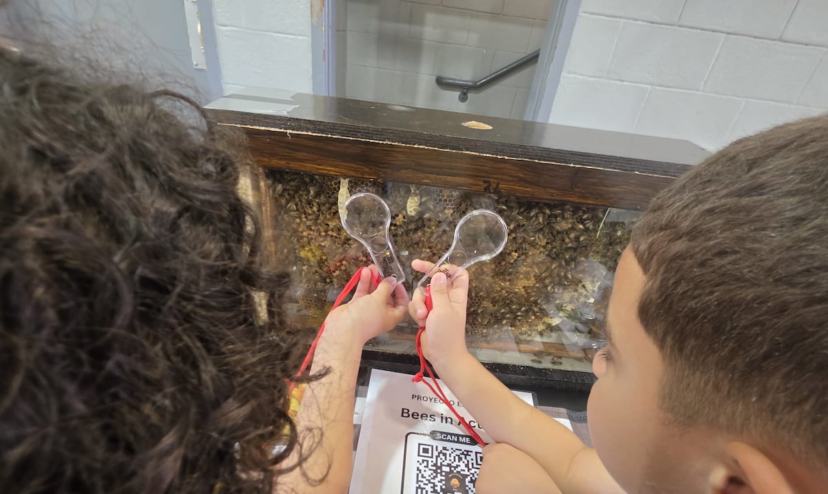 Escuela de Yabucoa crea colmena escolar para enseñar sobre la importancia de las abejas