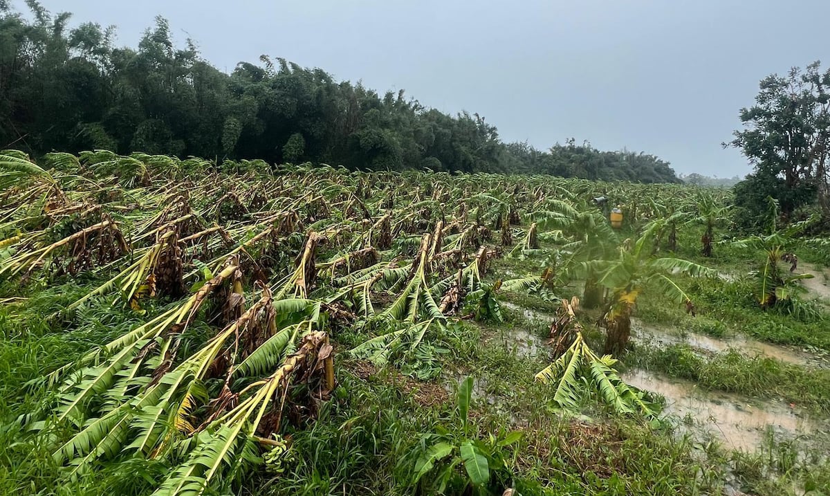 Abren periodo para que agricultores aseguren sus cultivos con subsidios del gobierno
