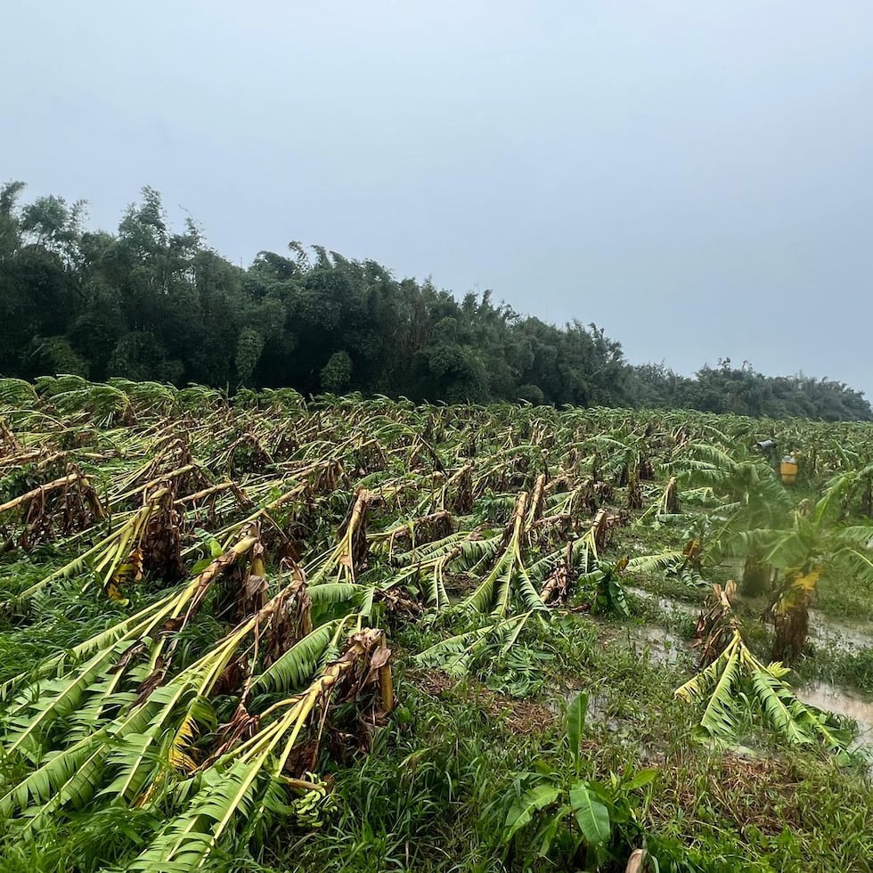 El titular de Agricultura destacó que el seguro agrícola ofrece protección para cultivos clave de la agricultura local como café, frutales como mango y aguacate, cítricos, guineo y plátano, entre otros.