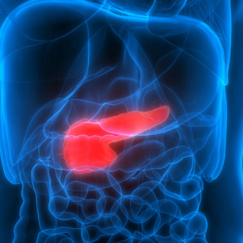 Anatómicamente, el páncreas se ubica detrás del estómago y casi pegado a la columna vertebral.