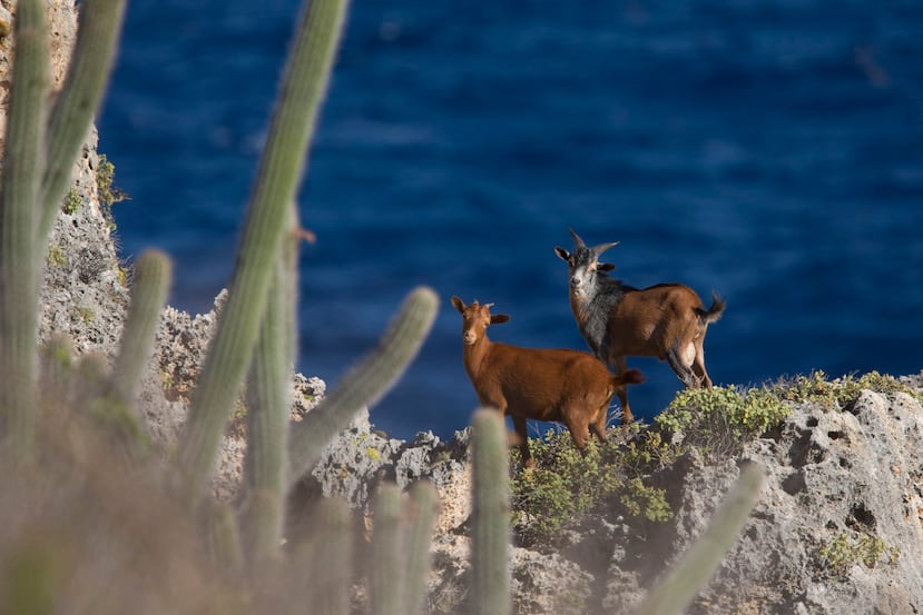 Dos cabros eluden a los cazadores en un frontón al noreste de la isla.