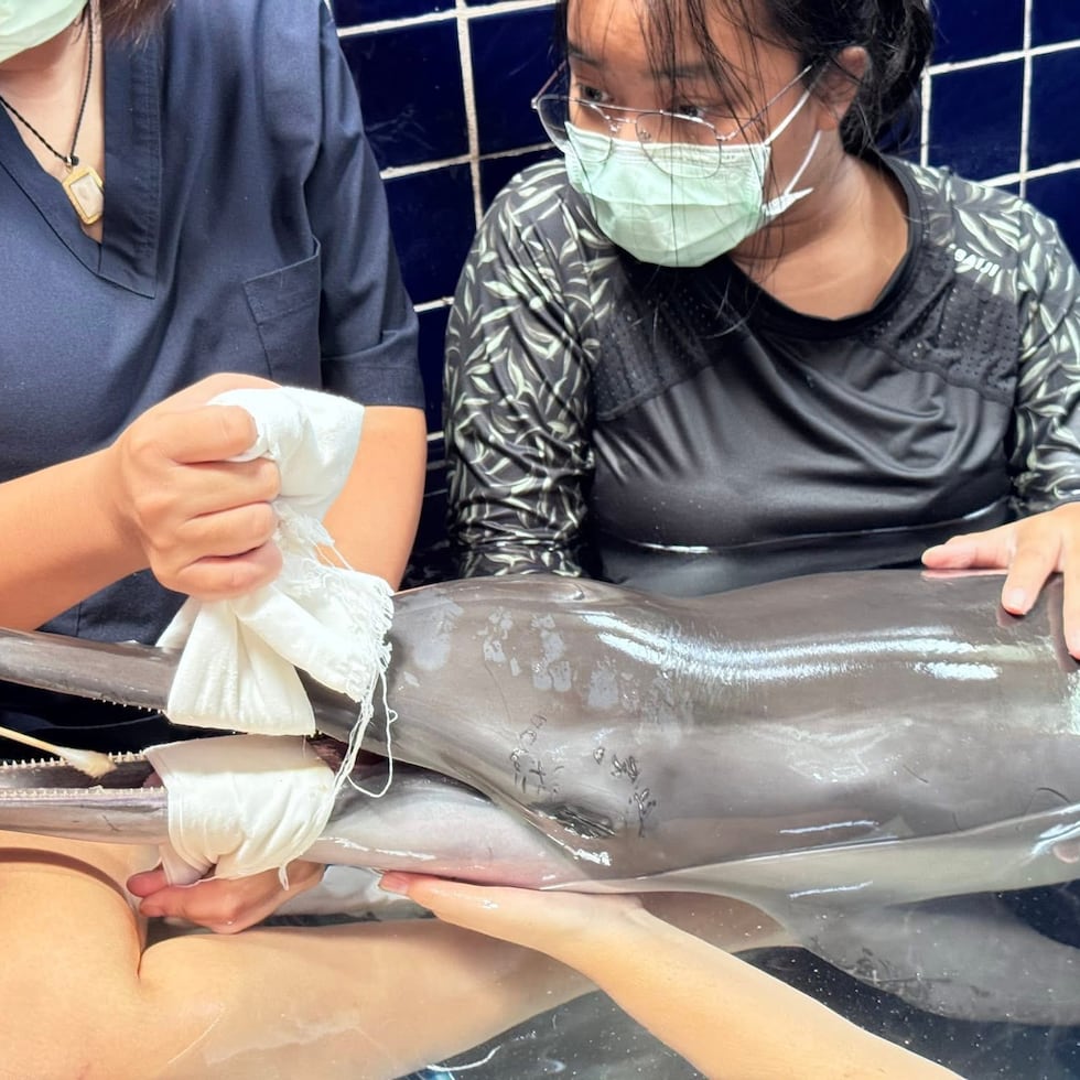 Un centro de rescate de Tailandia busca voluntarios para cuidar a un delfín hembra que fue hallada con algunas heridas.