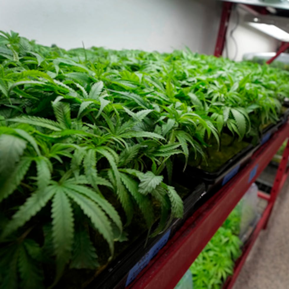 El allanamiento surgió a partir de una denuncia anónima que pasó al trabajo de inteligencia y el desmantelamiento del laboratorio clandestino.