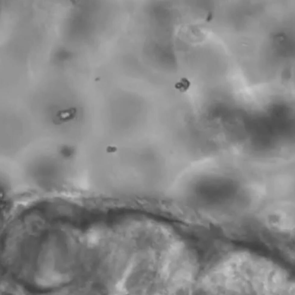 Imagen que muestra al polvo del Sahara interactuando con el epitelio respiratorio nasal.