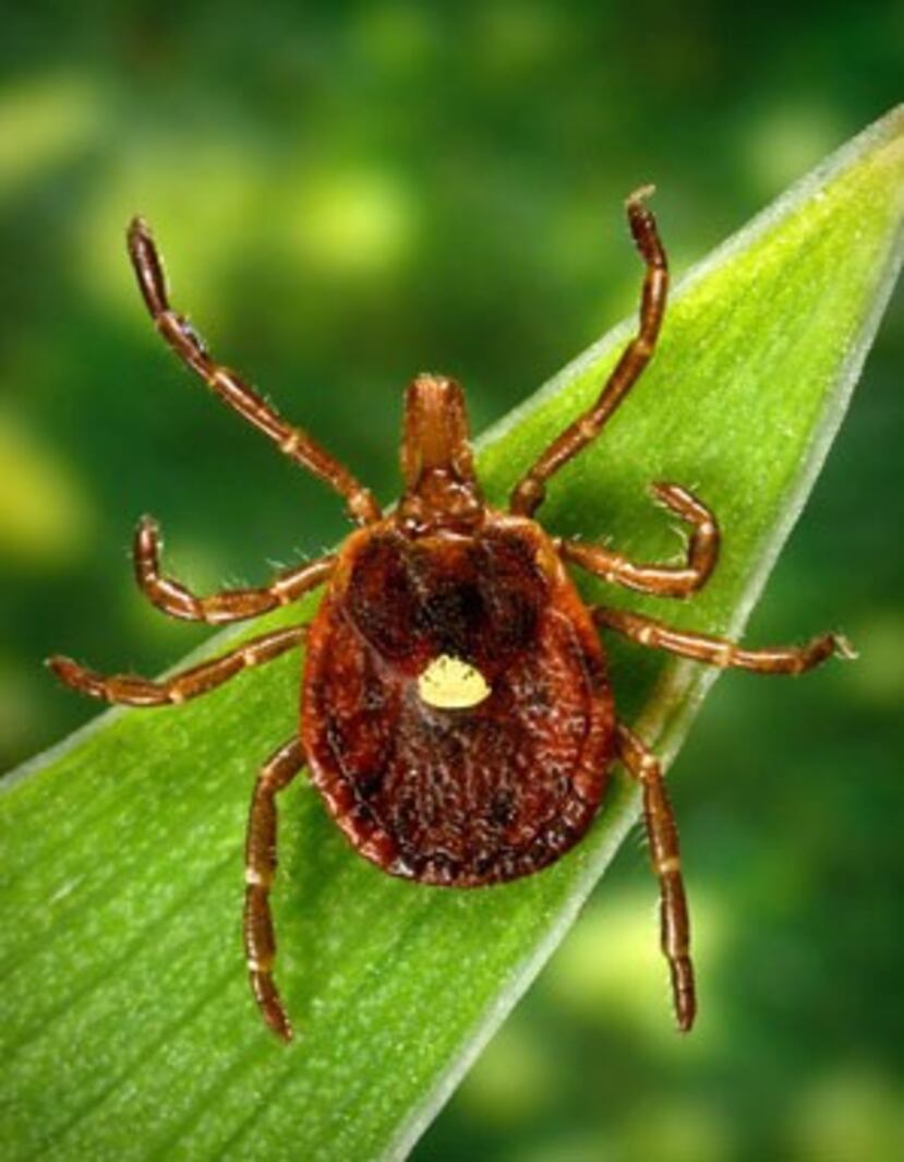 La garrapata Lone Star es nombrada así por el apodo que recibe Texas. (AP Photo/Centers for Disease Control and Prevention, James Gathany)