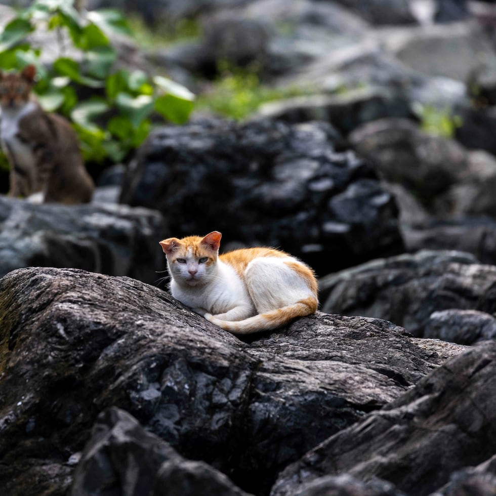 The Save a Gato and Alley Cat Allies organizations asserted that the relief they are seeking does not represent "any material harm" to the defendants.