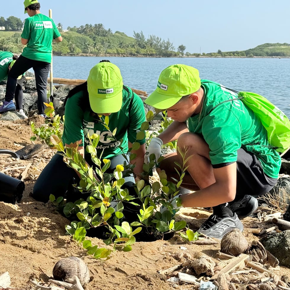 Las siembras se han realizado en Aguada, Aguadilla, Arecibo, Barceloneta, Camuy, Humacao, Isabela, Loíza, Luquillo, Manatí, Naguabo, Quebradillas, Toa Baja y Yabucoa, con la participación de más de 950 voluntarios.