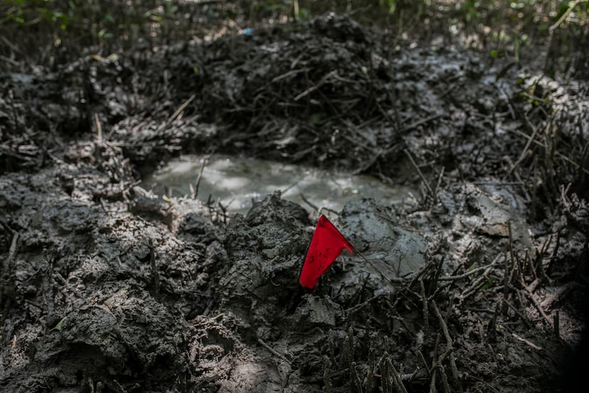 Una bandera marca el sitio de una fosa clandestina en Puquita, una isla tropical cerca de Alvarado, en el estado de Veracruz, México, el jueves 18 de febrero de 2021.