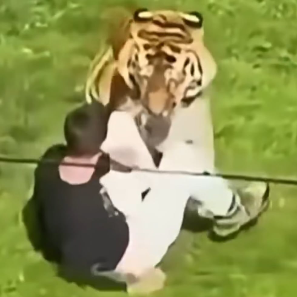 Qué va a pasar con el tigre que mató a un joven en Inglaterra: el comunicado del zoológico.