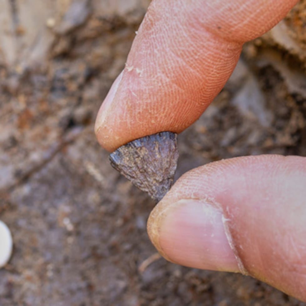 Descubrimiento del primer fragmento de pirita de hierro en 2017, en Barnham, Suffof, Inglaterra.