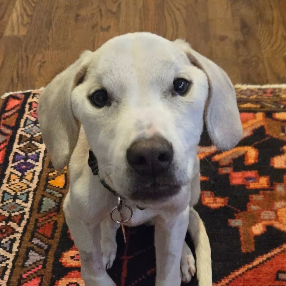 Menos de una semana después de haber sido rescatado, ya contaba con un lugar estable y seguro donde descansar y recuperarse en paz.