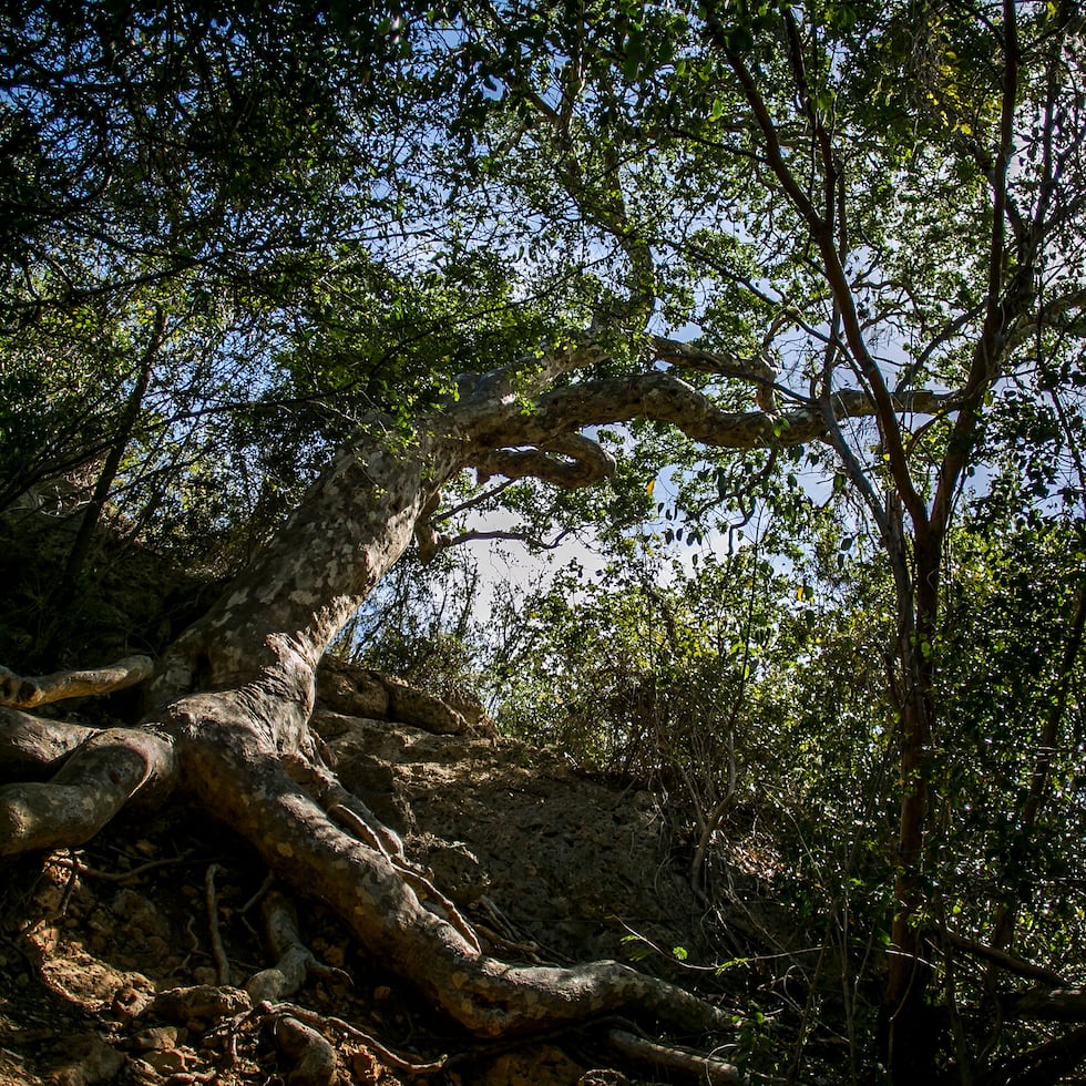 El Bosque Seco de Guánica, parte del Forest Legacy Program, ilustra el valor que puede tener la conservación más allá de la mera protección del terreno, escribe Odalys Arroyo.