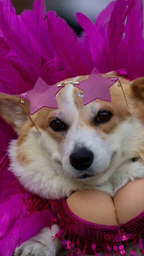 No todo gira en torno a la velocidad de patas cortas cuando 150 corgis se reúnen para una carrera internacional que celebra a estos pequeños perros. Hay un desfile de disfraces, la prueba de la “mejor nariz” y —por supuesto— el ladrido más fuerte.