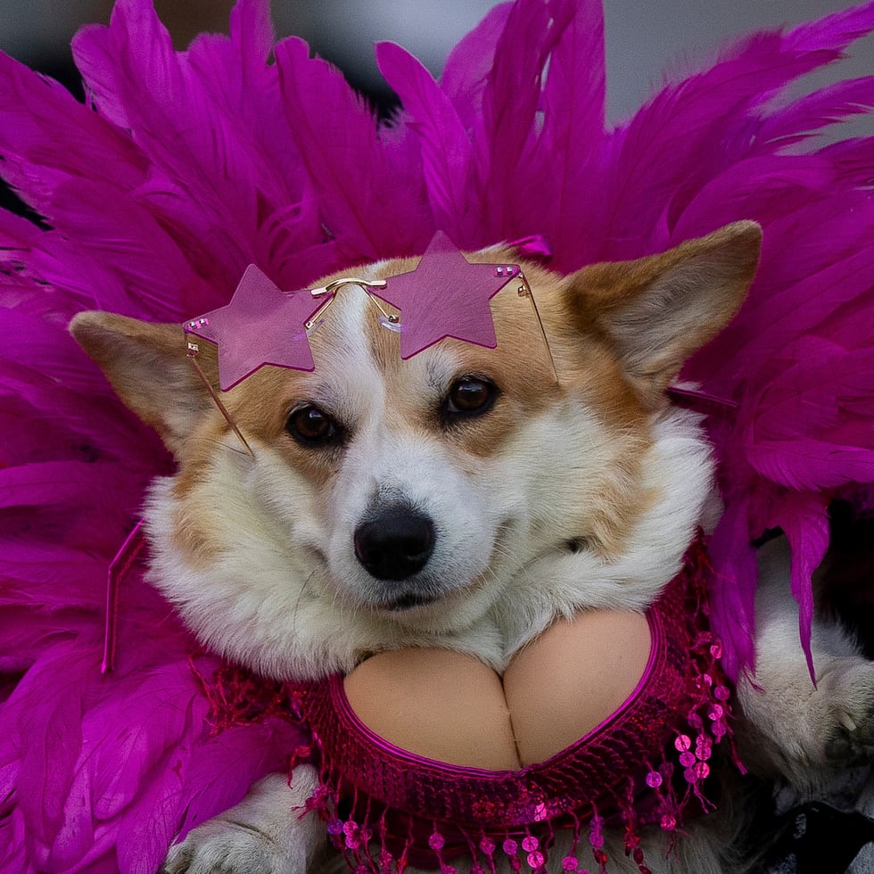 No todo gira en torno a la velocidad de patas cortas cuando 150 corgis se reúnen para una carrera internacional que celebra a estos pequeños perros. Hay un desfile de disfraces, la prueba de la “mejor nariz” y —por supuesto— el ladrido más fuerte.