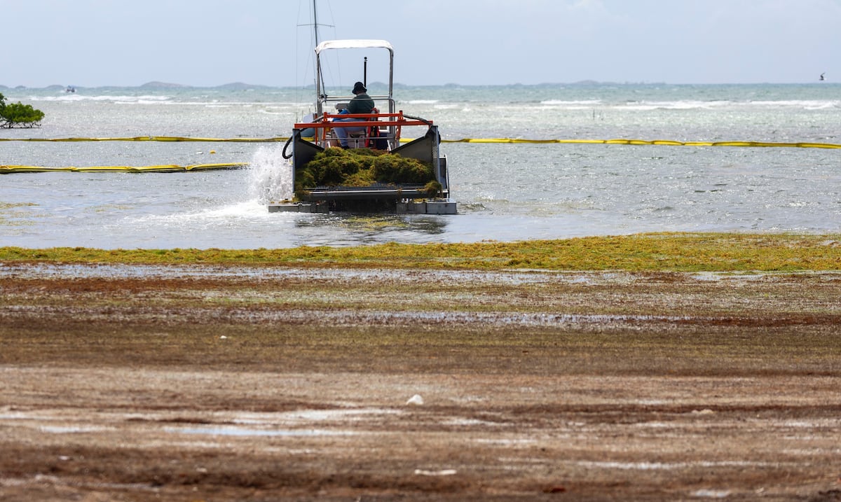 DRNA y alcaldes exploran nuevas alternativas para manejo del sargazo y las playas