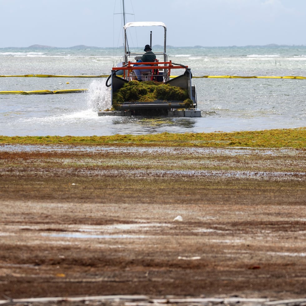 In June, the volume of sargassum recorded regionally was just 10% below the all-time high reached in 2025.