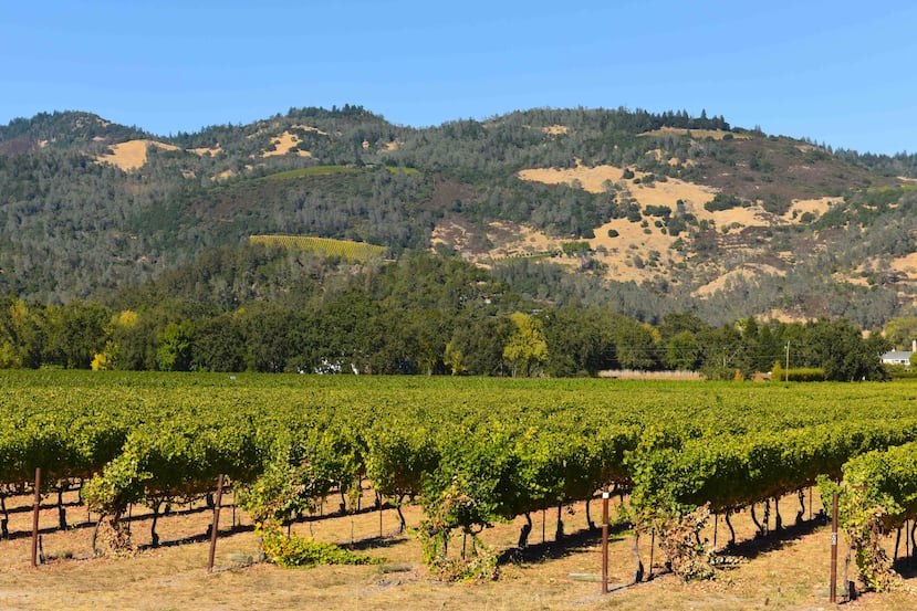 Si bien el de Napa es el más conocido, las primeras vides fueron plantadas en Sonoma.