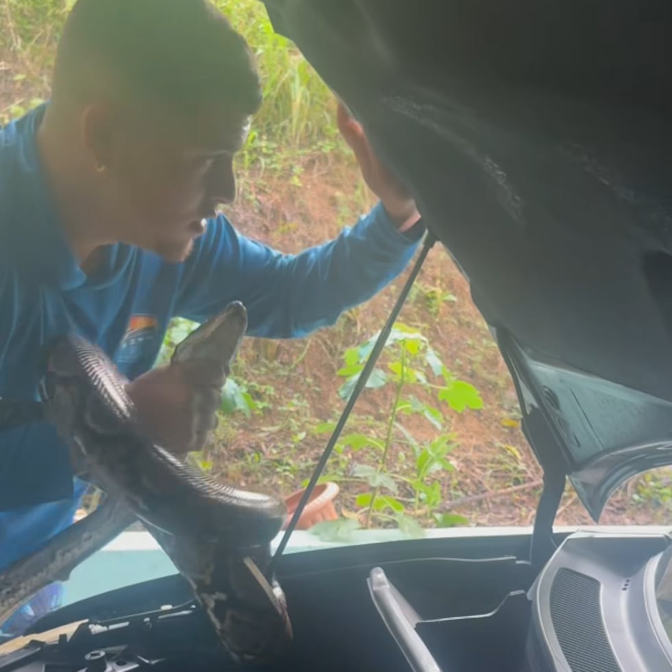 La pitón reticulada capturada por Gongo medía 15 pies y cinco pulgadas.