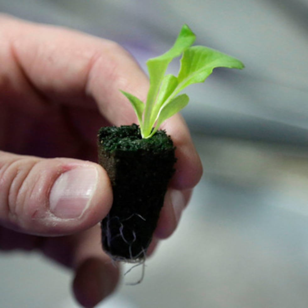 Un plantón de lechuga se muestra en Boston.