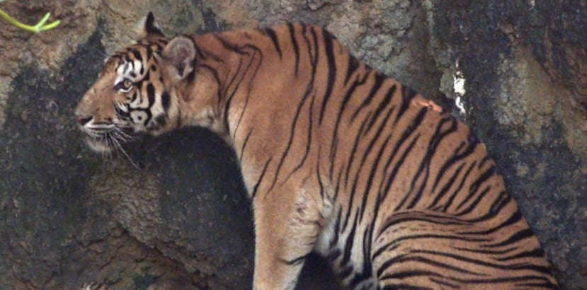 En la actualidad en la India hay unos 1.700 tigres. (Archivo)